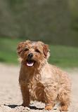 NORFOLK TERRIER 009